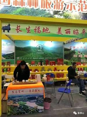 象棋山茶葉 回顧2018，展望2019——美麗山小緣分